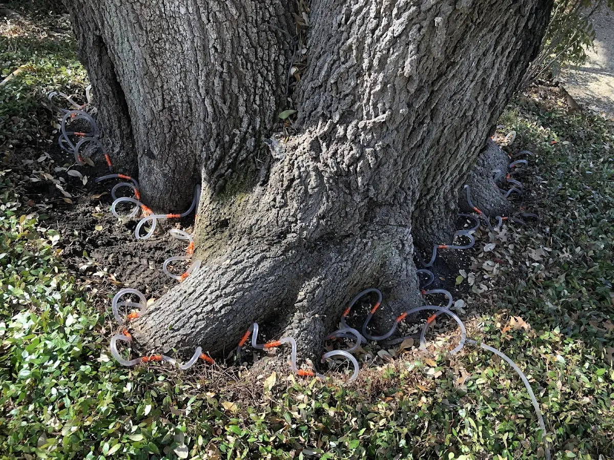 Detailed Tree Cabling and Bracing job site in Thousandsticks